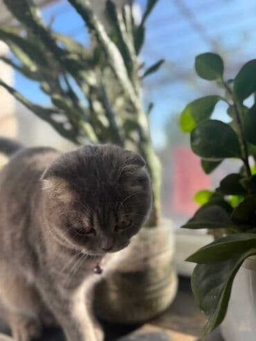 шиншилла котенок купить: Шотладская вислоухая, Самка — 3