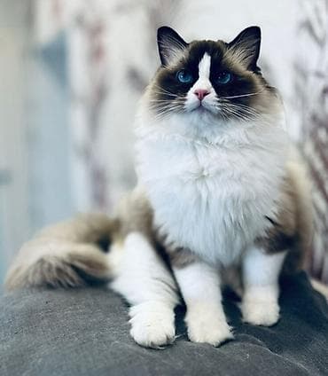 avcarka bala: Ragdoll cinsli balaca pişiklər - Cins: Ragdoll (sakit, mehriban və — 5