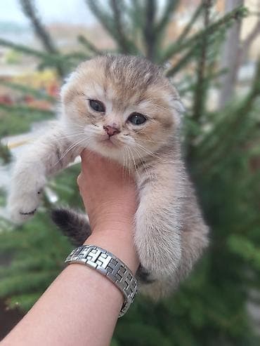 pişik sumkası: Şotland — 1