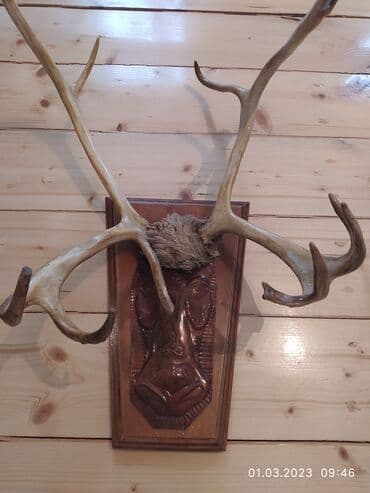 kərpic qiyməti: Maral buynuzu 1960-cı ildə Yakutiyadan gətirilib! Yaxşı vəziyyətdədir! — 2