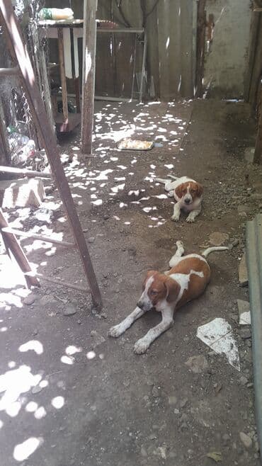 собаки в хорошие руки: 4 ay — 7