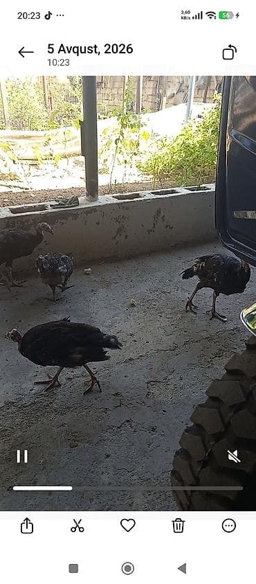 it wekilleri: Məhsul: Hind quşu balaları (papaq/çarxda böyüdülmüş) 0559564121 zek et — 9