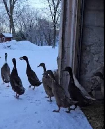 qaz ördey: Pinqivin kayuqa ordeylerin yumrtalari 90 faiz mayalı önceden wifaris — 1