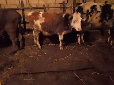 Atlar: Dana, buzov, Dişi, Simental, ay: 1, 100 kq, Ətlik, Ödənişli çatdırılma — 1