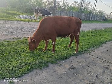 Satılır: 2 baş inək - Şəkillərdə görünən qırmızı rəngli və ağ-qara