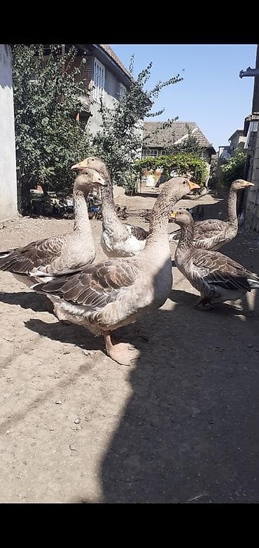 cins xoruz: 2 ədəd Tula döyüş qazları erkəy və dişi.2 ədəd ana qaz biri ala çox — 4
