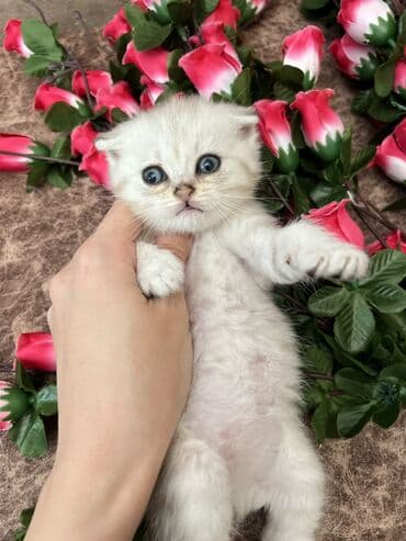 pişik geyimi: Şotland, Erkək, Dişi, Yaxşı əllərə, Ünvandan götürmə, Ödənişli çatdırılma, Rayonlara çatdırılma — 5