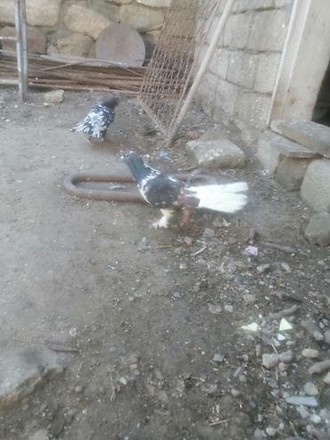 kakadu quşu: 19 tük xırdaleley əfqanka ərkey 30 manat uçuşun bilmirəm. Göykəmər — 1