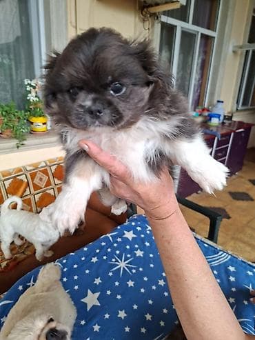 çoban itləri: Pekines — 3