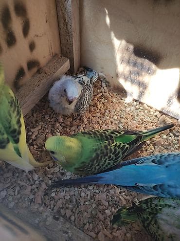 Bala verən quşlardi erkəy disi 3 balasi qəfəs qarisiq 85 Azn