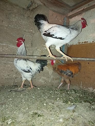 quş xana: Cavan becelerdi — 1