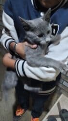 купить кота в баку: Rus piwiyi — 2