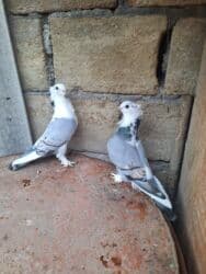 goyərcin şəkli: Hazır cüt hunkarlər — 3