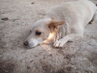 bakıda it satışı: Tam sağlam it satlır — 7