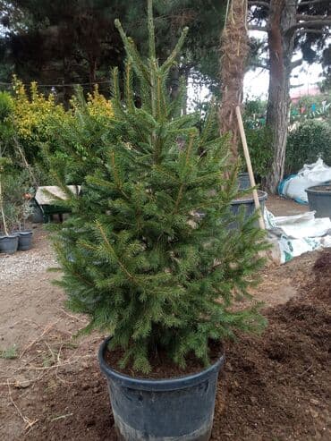 sumax ağacı: Yeni il şamları Pixta və Kremlovski təbii şamlar dibçəkdə topdan en — 6