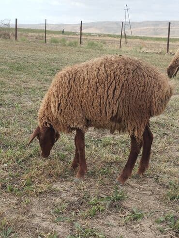 cins ineklerin satisi: Erkək toğlular satılır .razılaşma yolu var — 1
