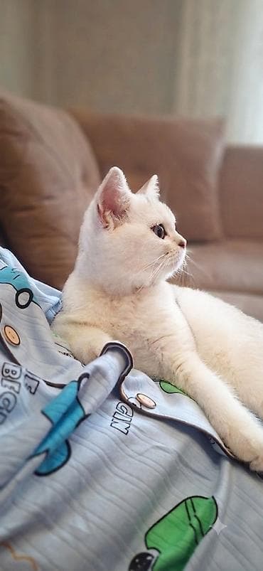 Кошки: В добрые руки, Платная доставка — 1