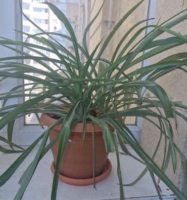 sarmaşiq: Ev bitkiləri. Fialkalar 4 man, sindapsus (sarmaşıq) 3 man, xlorofitum — 4