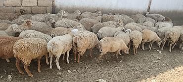 coban it adlari: Ehsanlıq və qurbanlıq üçün bəslənmiş təmiz quzular (Şəki) — 1