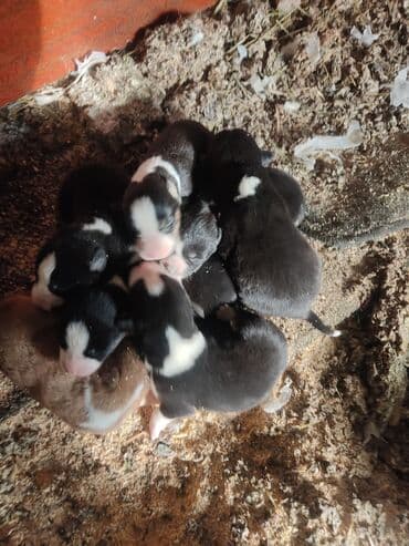 azerbaycanda it adlari: Xaski, Erkek — 8