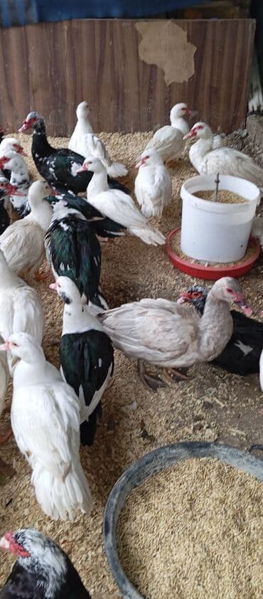 bıldırcın satılık: Təcili satılır.Real alıcılar əlaqə saxlaya bilər — 2