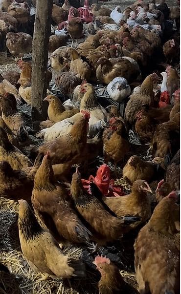 Tam sağlam, yerli kənd (beçələr)toyuqlar, 4 aylıqdı xoruzları artıq