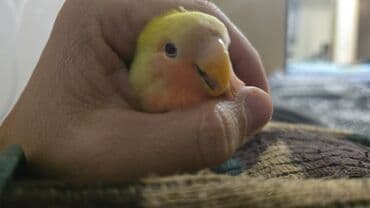 Satilr dişdi 5 aylq erkeyde var isdeyen olsa cutun munasb ederem