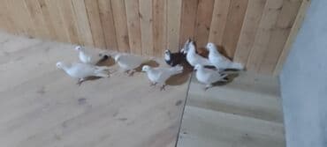 geref quşu: Güvercin dəsti - Say: Şəkillərdə 8 ədəd - Rənglər: əsasən ağ — 4