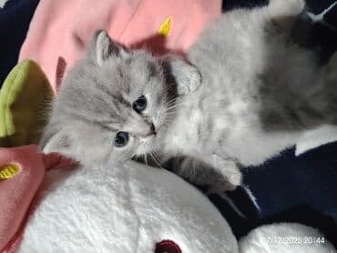 донской сфинкс котята: Boz rəngli balaca pişiklər – yumşaq tüklü, iri qara gözlü, qısa — 4