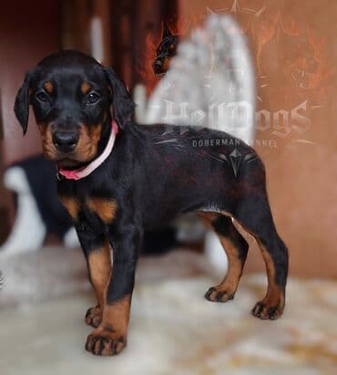heyvanlar at: Doberman, 1 ay, Dişi, Sənədli, Ünvandan götürmə — 1