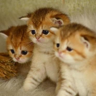 ag pişik: Открыта бронь на британских котят золотого окраса. Котята — 8