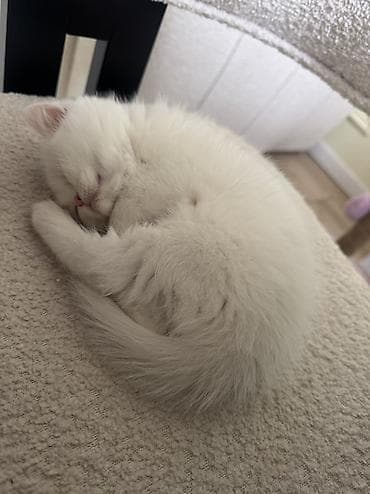 şotland pişiki: Şotland, Dişi, Yaxşı əllərə, Ünvandan götürmə — 1