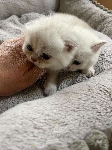 Золотая шиншилла — 4