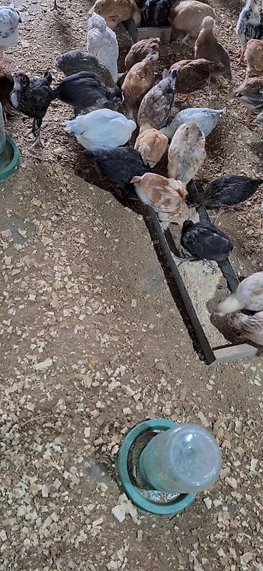 cücə qiyməti: Toyuq cücələri, Damazlıq — 8