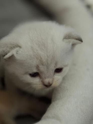 sort pişiklər: Şotland — 4