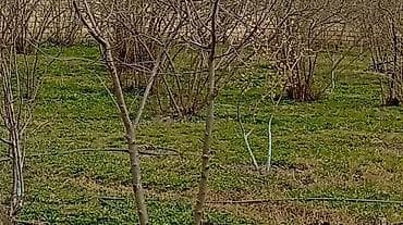 razinda torpag: Kənd təsərrüfatı — 1