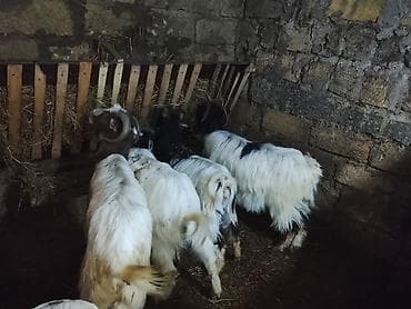 heleb keçi: Məhsul: Keçi sürüsü (ana keçilər və oğlaqlar) Təsvir: - Şəkillərdə — 4