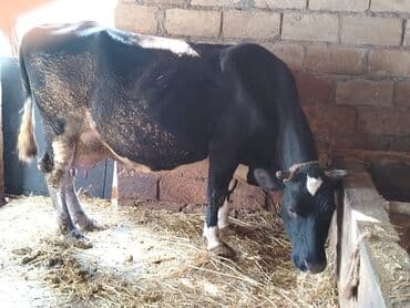 col toyuğu: Cavan heyvandı 3 bala verib qısırdı tövlə malıdı çöl görmeyib arpa — 2