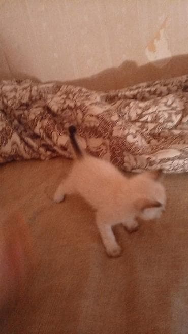 pişik cantası: Şotland yastı qulaq — 4