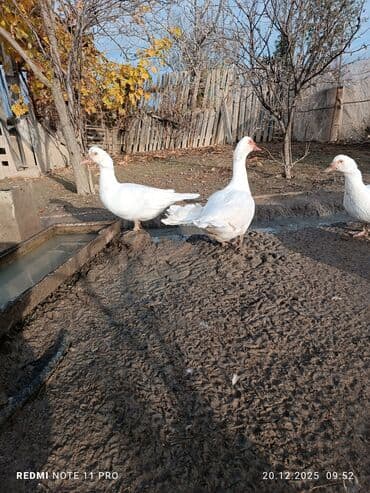 sabuncu toyuq bazari 2023: 10 dənə (6 dişi, 4 erkək) 7 aylig lal ördəklər Sağlamdırlar bağ — 4