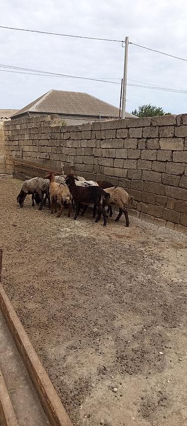 cucelerin satisi: Qoyun sürüsü – qarışıq rənglərdə, yerli ətlik-yunlu tip - Növ: yerli — 5