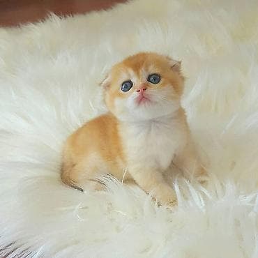 Quşlar: Şotland — 5