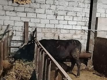 inək adı: Salam aleykum düyə heyvandi 1 ni dogub boş bekar adamlar narahat — 3