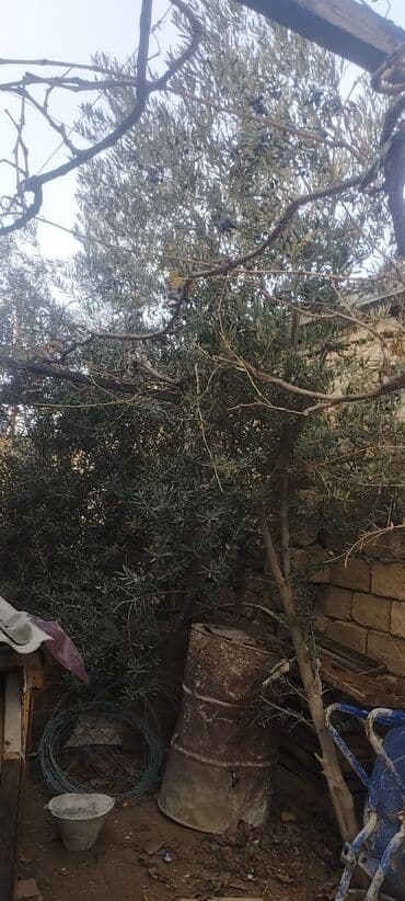 dəvə yunu: Məhsul: Zeytun ağacı (meyvəli) Təsvir: - Bağ üçün uyğun, iri və — 2