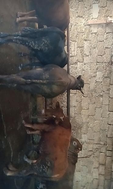 inek balasi: Salam 17 bas qurbanliq danalar her cekide var qiymet 17 m — 2