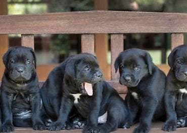 pitbul balasi qiymeti: Pitbul, Dişi — 3