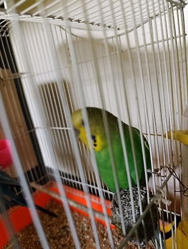 xamyak qefes: 2 ədəd məhəbbət quşları satılır bir fərə bir xoruz qəfəs və yumurta — 5