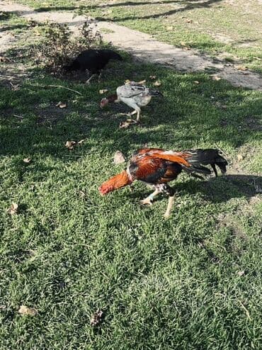 Digər qida məhsulları: Heyratı yumurtaları satılır Məhsul: Təbii kənd yumurtası Təsvir: - — 6