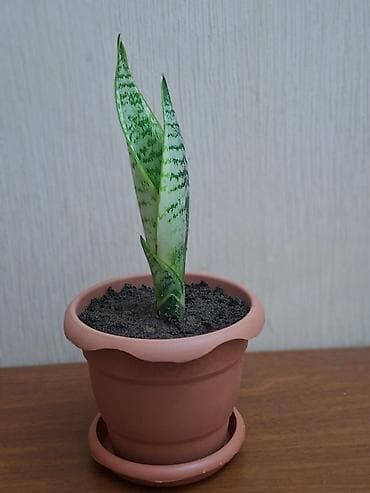 qizil gul buketi: Sansevieriya "Laurentii" Kök atmış sansevieriya (qaynana dili) — 5