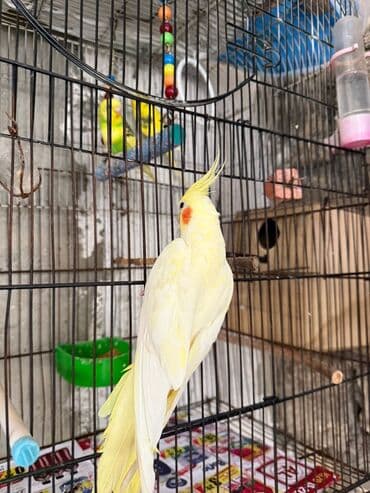 quş şekilleri: Korella erkey disi var 3 ayliq 6-7-9 ayliq hazir cut var korella bala — 4